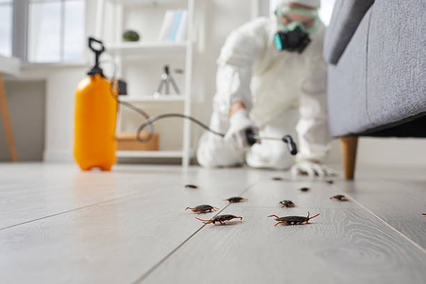 Post-Treatment Bed Bug Interceptor Monitoring in Kimberling City